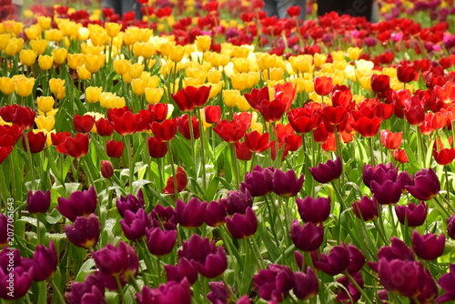 Foto Beautiful field of colorful tulips blooming in layers of purple red and yellow w