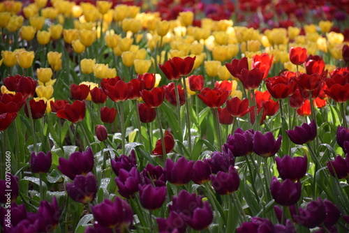 Foto Beautiful field of colorful tulips blooming in vibrant layers of purple red and