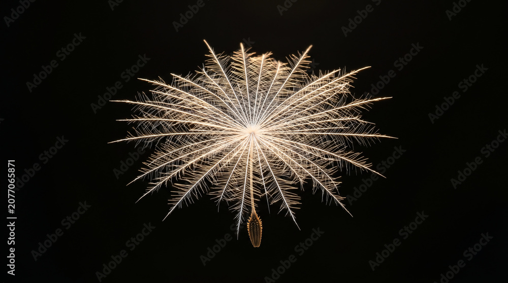 Fototapeta premium Extreme Macro of Delicate Floating White Dandelion Seed Parachute on Dark Background