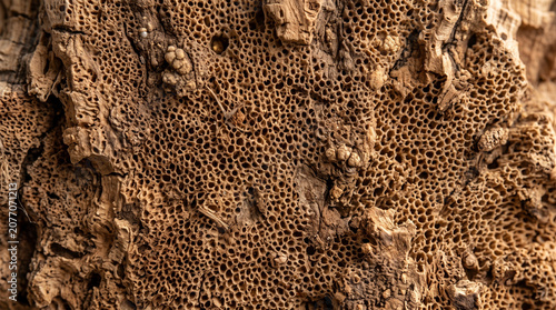 Macro texture of rough tree bark with honeycomb pattern honeycomb background botanical exterior
