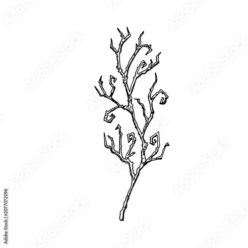 Isolated vector illustration of a dry branch in EPS format. A black and white plant drawing, hand-sketched in ink in a simple style for greeting Halloween cards, books, and posters.