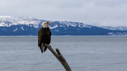 Mature Bald Eagle with dirty crest overlooking Kachemak Bay and Snowy Mountains, Homer, Alaska