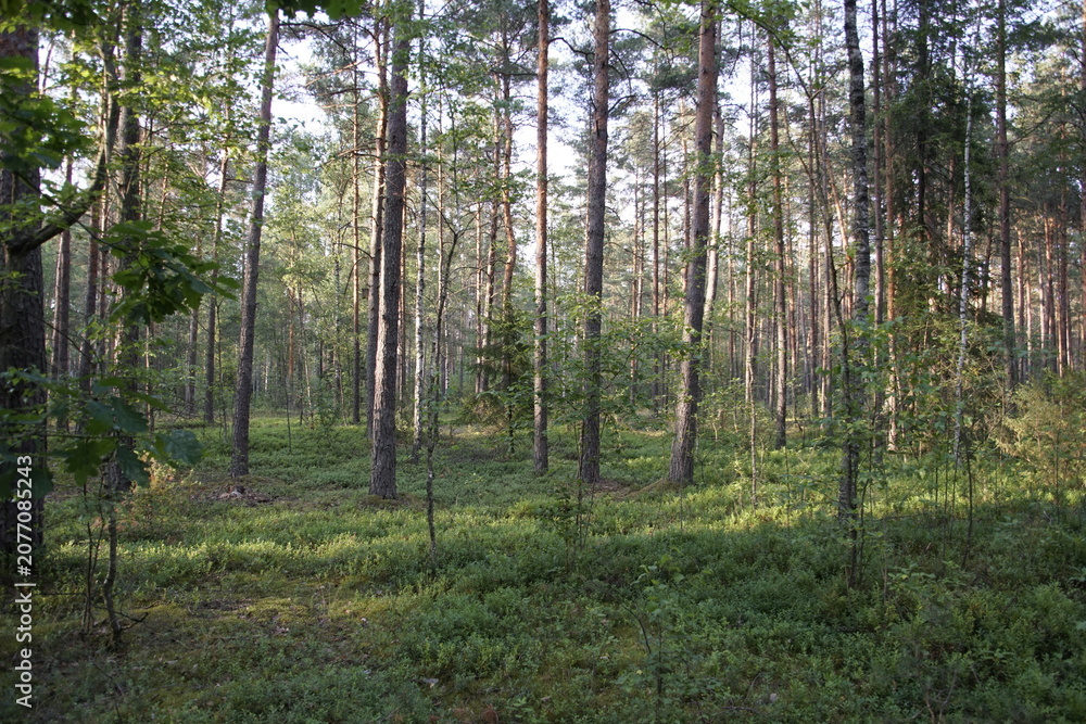 Fototapeta premium A mature pine forest (bor), presumably located in Belarus. The forest floor is covered with a lush, dense carpet of wild blueberries (Vaccinium myrtillus).