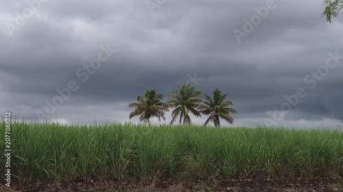 Dark clouds signal monsoon delays as wind sways the three coconut palm trees. Saturated sugarcane fields halt heavy machinery, while excessive rainfall dilutes sugar quality and risks crop lodging.