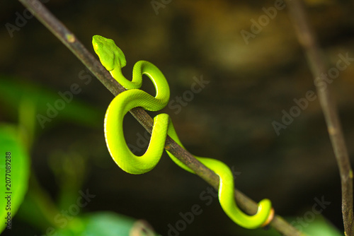 green snake on tree