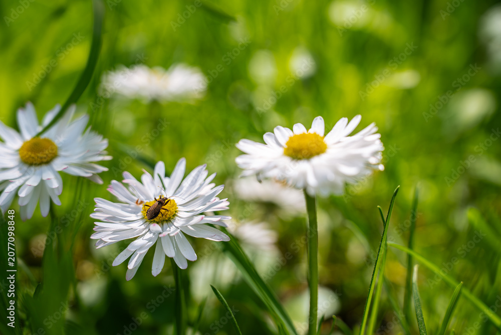 Fototapeta premium White daisy flowers growing naturally in green grass peaceful outdoor moment connected to nature, highlighting delicate blossoms, fresh vegetation. Soft grass, floral textures and natural elements