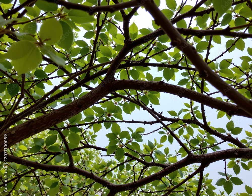 Fototapeta premium Archway Branches Bright Green Sunlit Sky