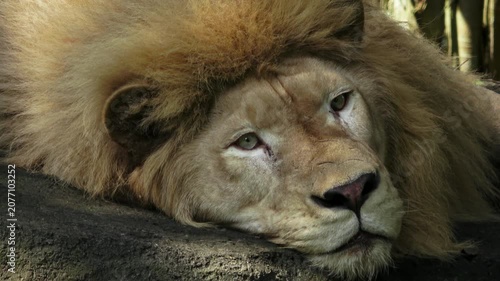 The male lion is lying down on a rock, his face looks lazy, sometimes his eyes are slightly closed.
