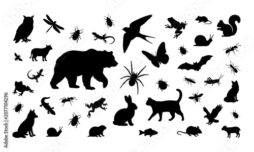 Photography Collection of various wild animal insect and bird silhouettes featuring bear cat