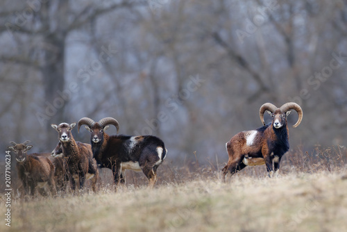 Photography Mouflon herd in a dry meadow with misty forest background in early spring