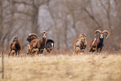 Photography Mouflon herd in a dry meadow with misty forest background in early spring