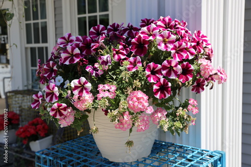 potted petunias