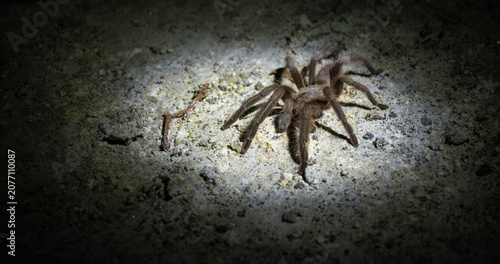 Canvastavla Large Brown Tarantula Crawling on Textured Ground Close Up