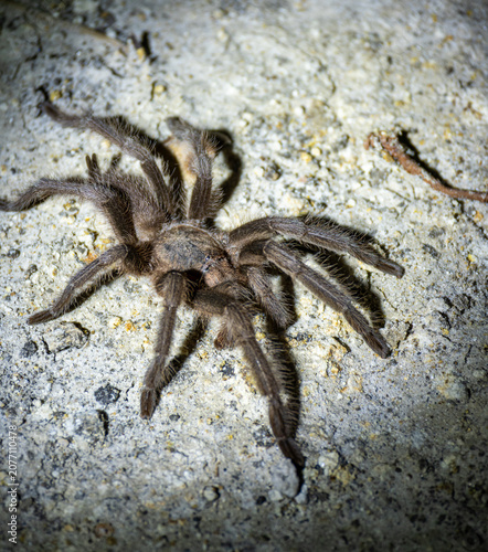 Foto Large Hairy Tarantula on Rough Surface Close Up Macro Wildlife