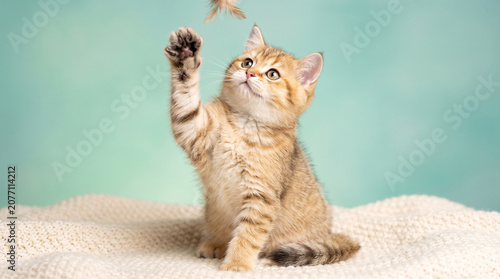 Konstfotografi Adorable golden tabby kitten playing with a feather toy, sitting on a soft white