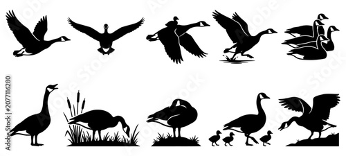 Fotografía Flying birds and geese silhouettes, birds and geese silhouettes in formation for nature and wildlife conservation designs