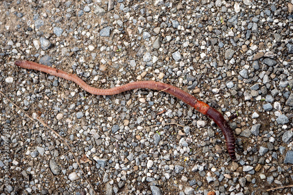Fototapeta premium Common earthworm crawling across a gravel road. Close-up of a soil invertebrate important for healthy ecosystems, composting, soil aeration and biodiversity.