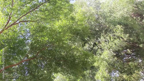 The treetops in the forest  with soft sunlight moving gently.