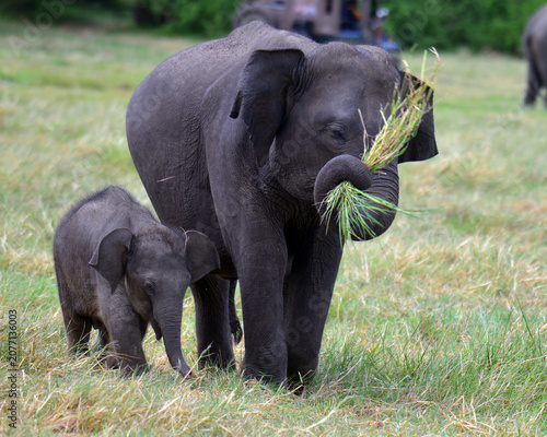 Canvas Print Elephants are in Minneriya National Park, Sri Lanka