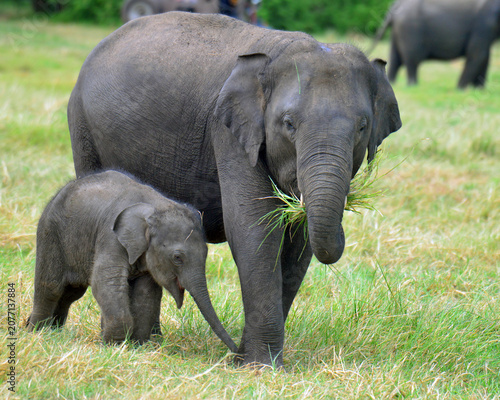 Photography Elephants are in Minneriya National Park, Sri Lanka