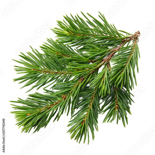 Fresh green cedar foliage twig isolated on transparent background. PNG. Generated AI
