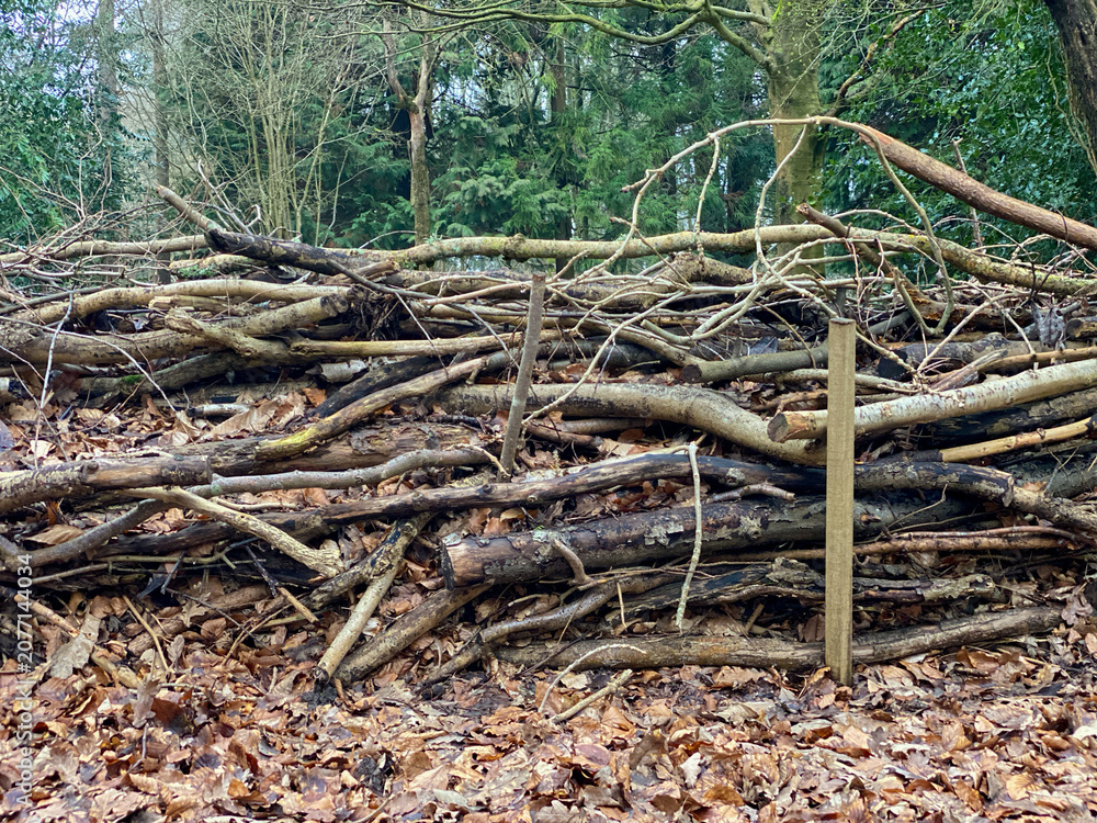 Fototapeta premium Stacked branches and logs forming woodland habitat pile in forest clearing
