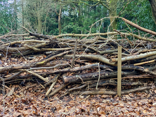 Stacked branches and logs forming woodland habitat pile in forest clearing