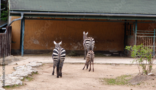 Bild auf Leinwand group of zebras with baby in the zoo