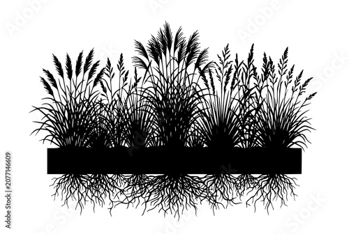 Silhouettes of Meadow Grasses and Reeds with Detailed Root Systems