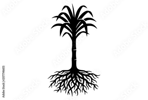 Sugarcane plant silhouette with root system isolated on white