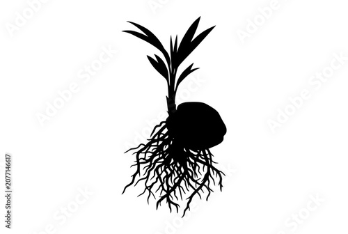 Sprouting coconut seedling silhouette with roots and leaves on white background