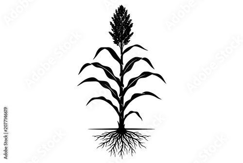 Sorghum plant silhouette with roots isolated on white background