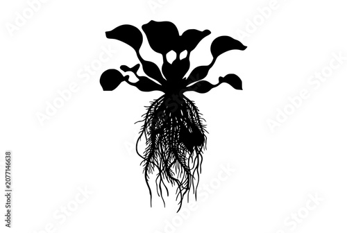 Water Hyacinth Silhouette Isolated on White Background