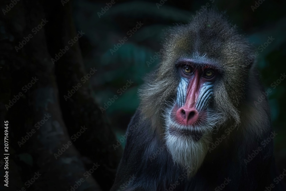 Fototapeta premium Majestic Baboon in Dark Forest Setting