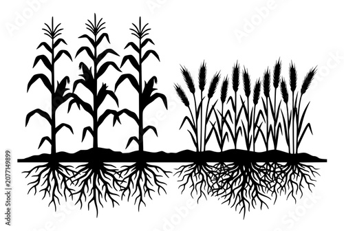 Silhouette of Corn and Wheat Crops with Underground Root Systems