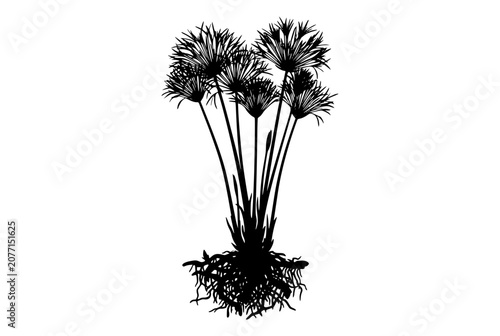 Papyrus plant silhouette with roots isolated on white background