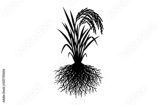 Rice Plant Silhouette with Grains and Roots System on White Background