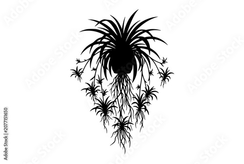 Silhouette of a Spider Plant with Offsets and Roots