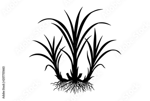 Sugarcane plant silhouette with root system isolated on white background