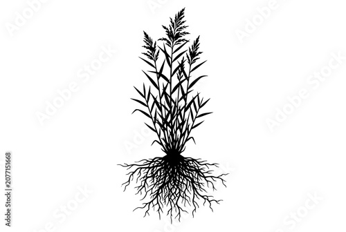 Plant Silhouette with Complex Root System Isolated on White Background