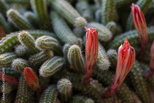 cactus buds emerging among spiny columns in warm soft greenhouse light