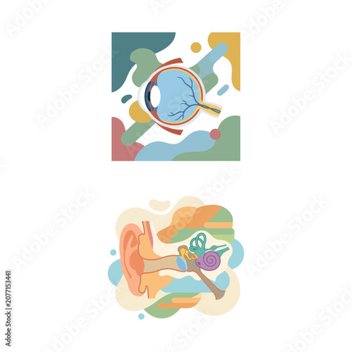 Canvastavla Anatomical Illustrations Featuring Detailed Human Eye and Ear Internal Structure
