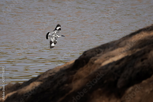Pied Kingfisher, Ceryle rudis, flying over water in nature, black and white kingfisher with short, bushy crest and glossy dark bill, often hovers over water when seeking prey, bird's nest by riverbank