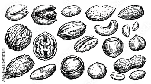 Various hand-drawn nuts and seeds, including walnuts, pistachios, almonds, and peanuts, rendered in a detailed sketch style on a clean white background