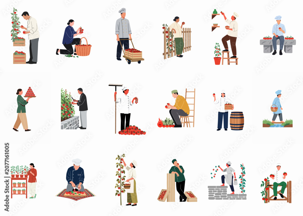 Fototapeta premium Flat vector illustrations set of chefs and farmers harvesting, preparing, and transporting fresh red tomatoes in various garden and kitchen settings.