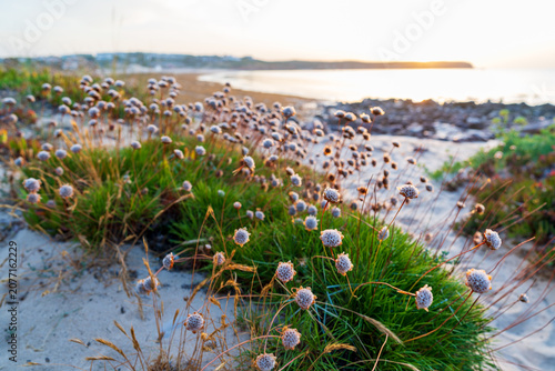 Wild coastal flowers and tufts of green grass grow along a sandy shoreline as warm sunset light fills the sky. A tranquil bay and rocky headland frame this stretch of the Portuguese coast.