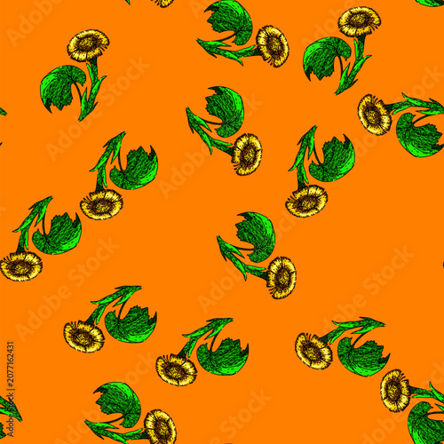 pattern tussilago coltsfoot hand drawn. flower eye, plant honey, natural summer tussilago coltsfoot vector sketch illustration