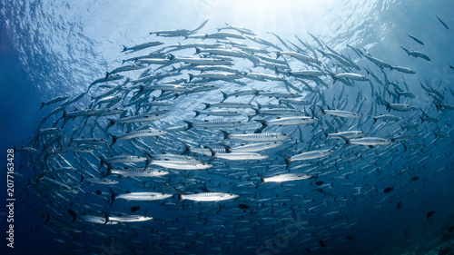 Fotografie Massive school of barracuda swimming together in crystal clear water of Andaman sea