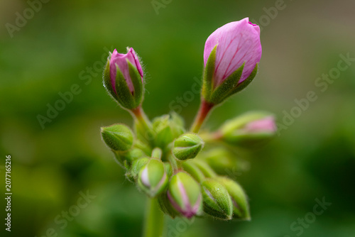 Foto Bourgeons de fleurs de Géranium