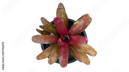 Full top view studio shot of a vibrant bromeliad plant with red and green patterned leaves growing in a black pot. Perfectly isolated against a clean white background.